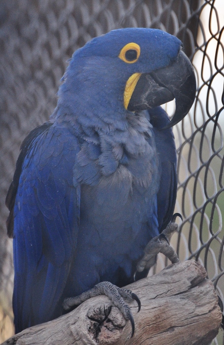 a hyacinth macaw